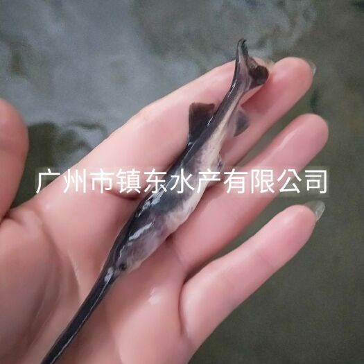 广州鸭嘴鱼苗 美国匙吻鲟-鸭嘴鱼-鲟鱼---淡水鱼