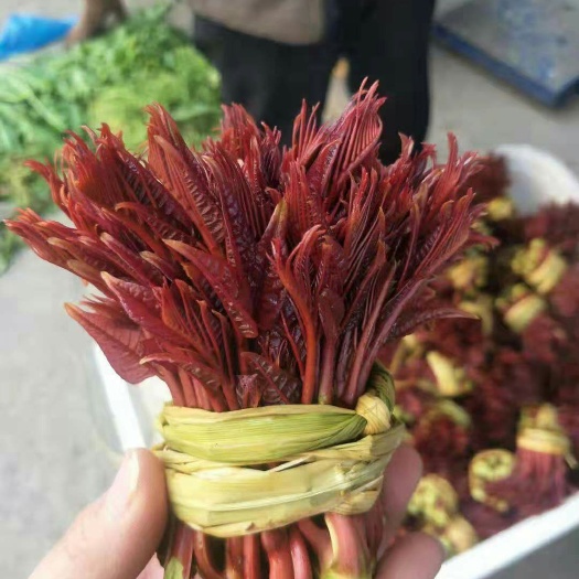 万源市红油香椿芽 6~9cm 