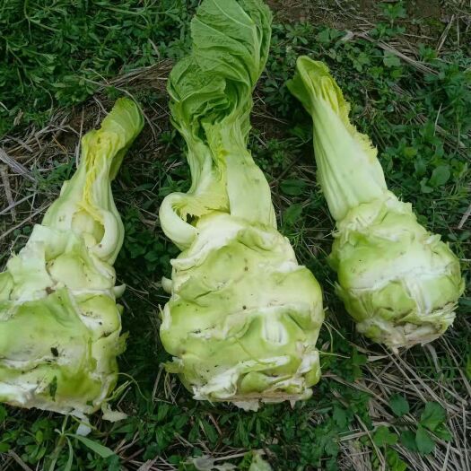 射洪市青菜头 