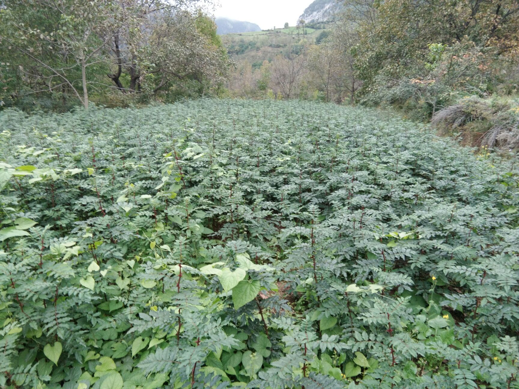 大红袍花椒苗 