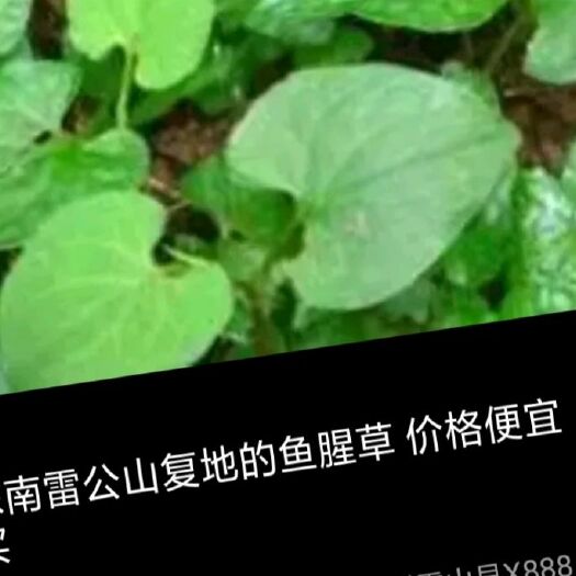 雷山县鱼腥草根 