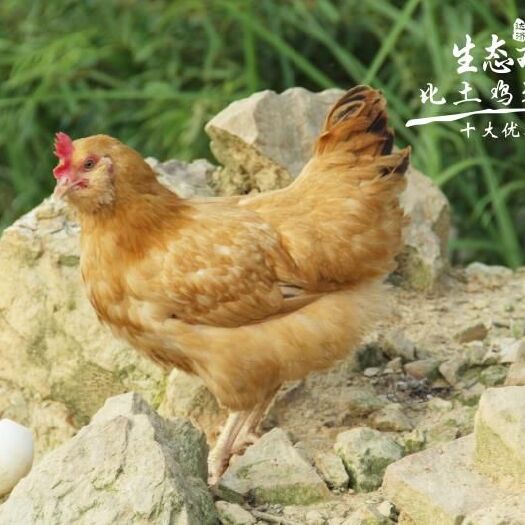 广州土鸡 4-5斤 母 