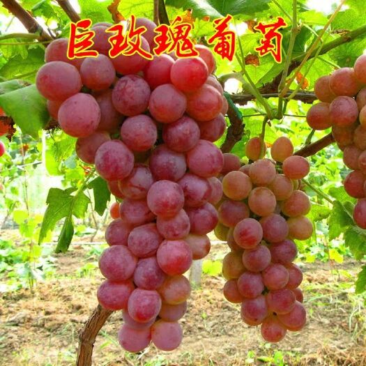 肥城市巨玫瑰葡萄苗 