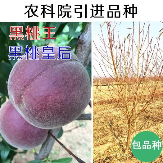 平邑县黑桃苗 0.5~1米 