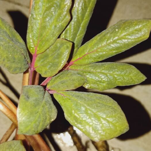 纳雍县白芍 