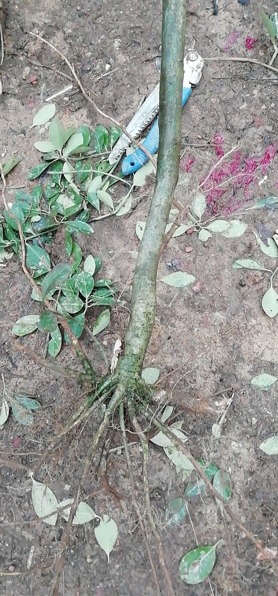 大叶栀子 栀子花