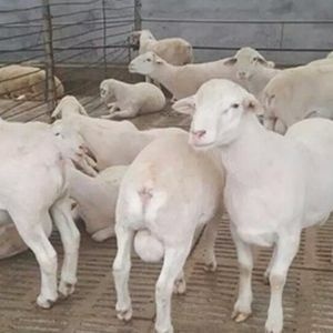 忻州绵羊 30斤以下