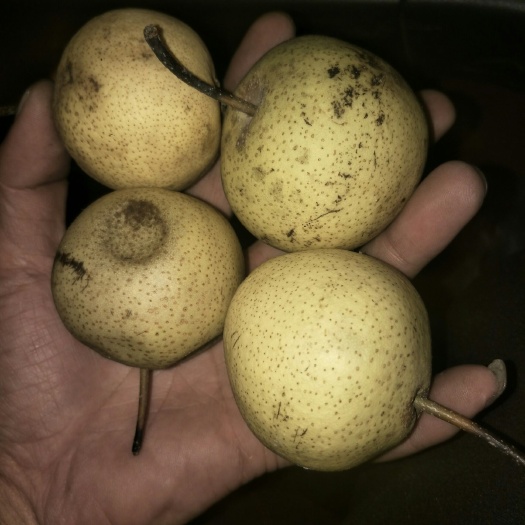 吉林市酸梨 55mm以上 60-100g 