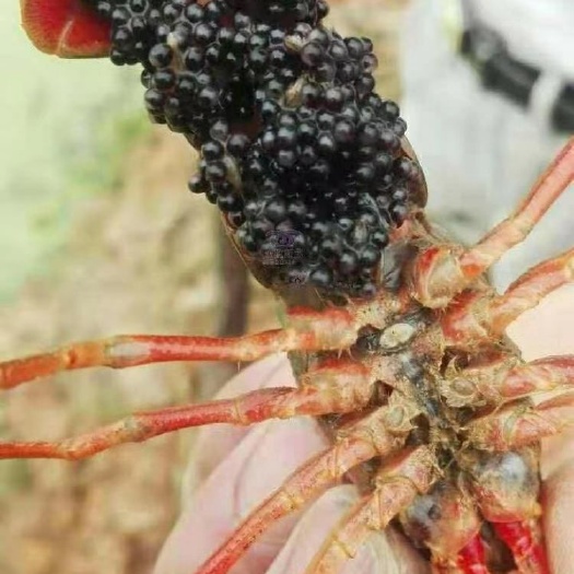 沭阳县龙虾苗 