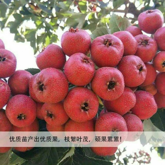 平邑县大五棱山楂苗 
