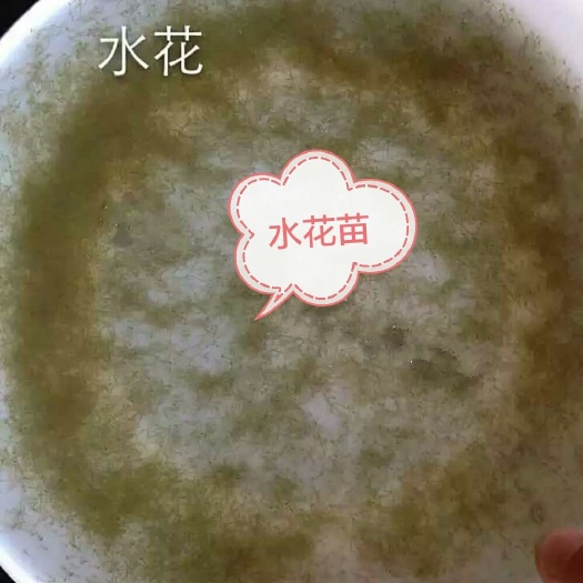 黄冈草鱼水花   湖北草鱼苗小乌仔水花苗草鲩子鱼苗自产自销