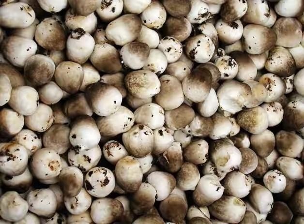 武平县草菇 鲜货 混级统货 人工种植 
