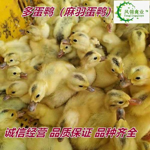 南宁蛋鸭苗 多