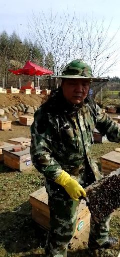 泾源县中蜂 