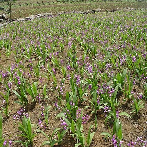 广德市紫花白芨苗 