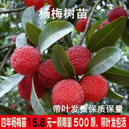 平邑县东魁杨梅树苗 