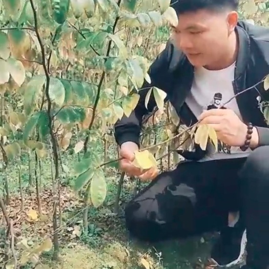 灵山县甜杨桃树 