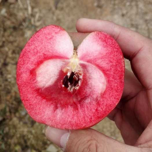 营口红肉苹果树苗 三年生的瑞士红色之爱苹果树，栽上就见果