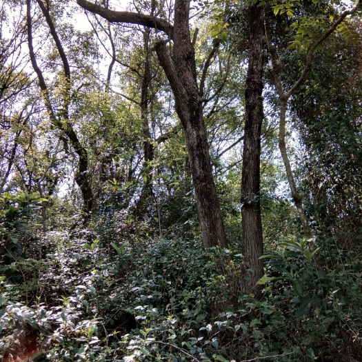 金秀县小叶樟 老地树，