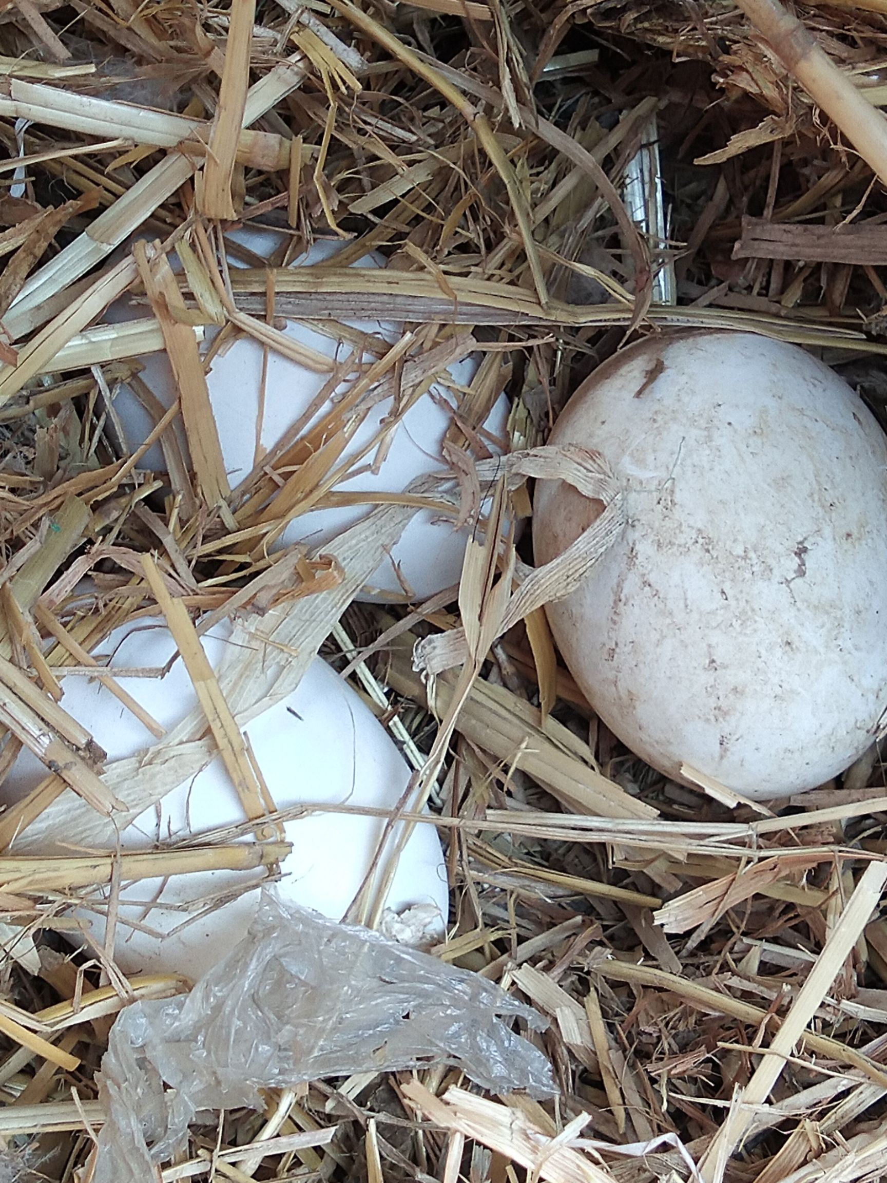 种鹅蛋 孵化 箱装