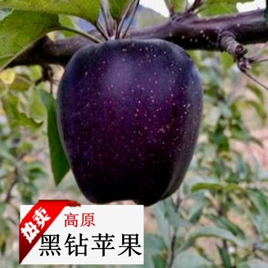 黑钻苹果树苗 1~1.5米