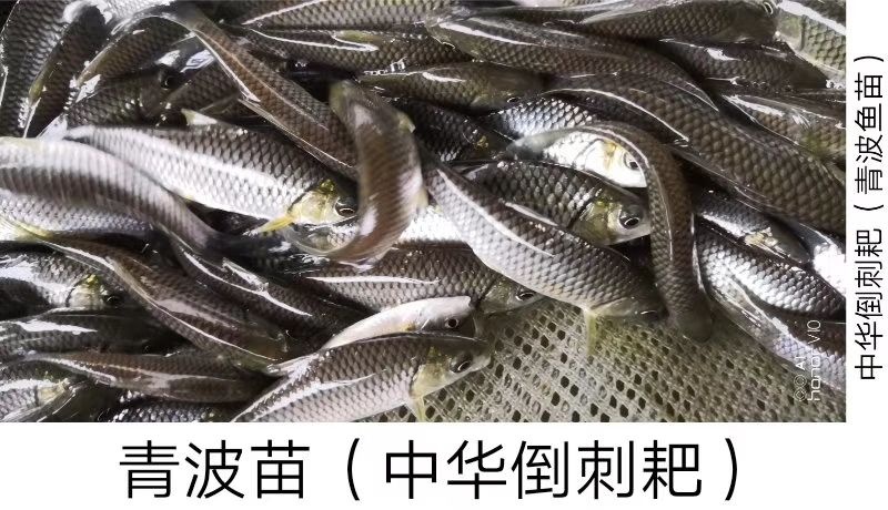 重庆市青波，青波鱼苗
