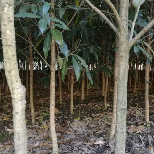 金华黄金桂花树 
