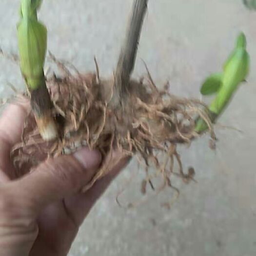 南充紫花白芨苗 