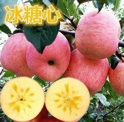 平邑县矮化红富士苹果苗 0.5~1米 