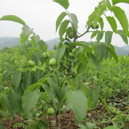 平邑县薄皮核桃苗