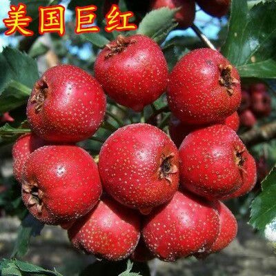 平邑县大五棱山楂苗 