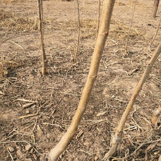 泊头市黑珍珠桑树苗 