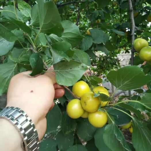 泰安珍珠油杏苗 