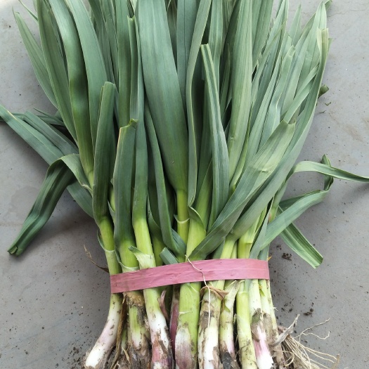 丰县红根蒜苗 40 - 45cm 