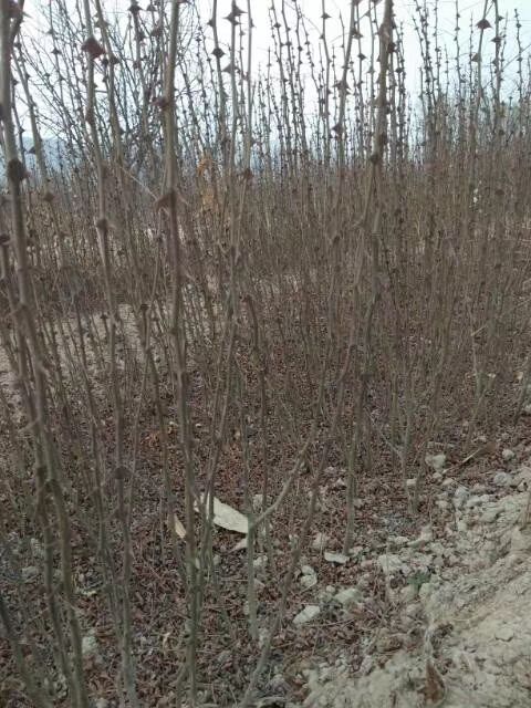 渭源县汉源花椒苗 