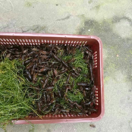 武汉龙虾苗 