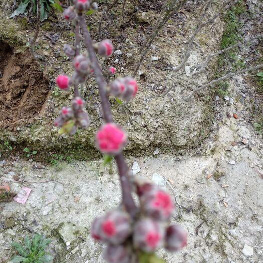 阳朔县绿叶碧桃 春暖花开