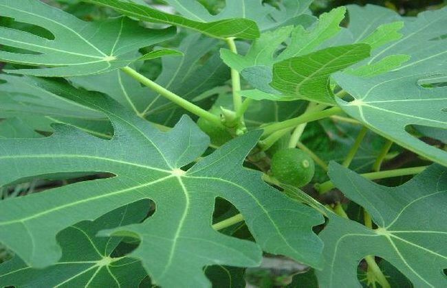 平邑县青皮无花果树苗 
