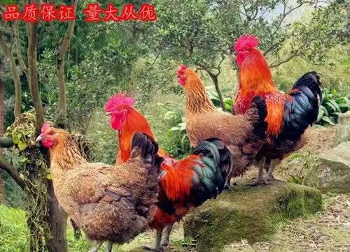 沭阳县土鸡苗 