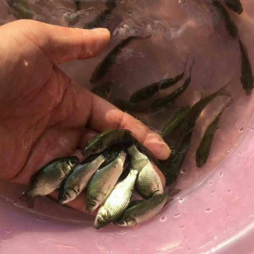 沭阳县鲫鱼苗 