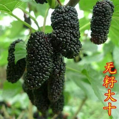 平邑县长果桑 