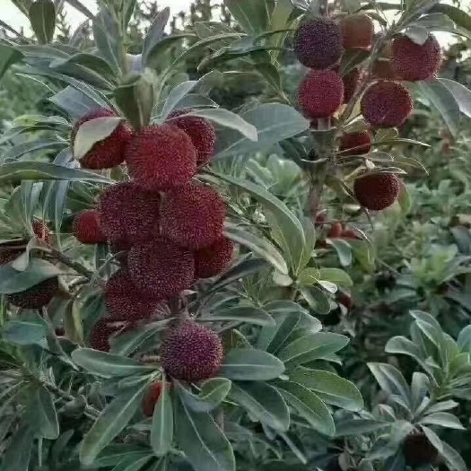 灵山县东魁杨梅树苗 