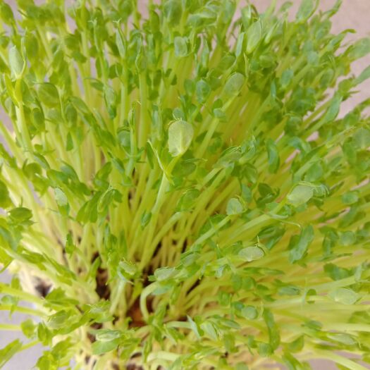 菏泽豌豆苗 人工种植 混装通货
