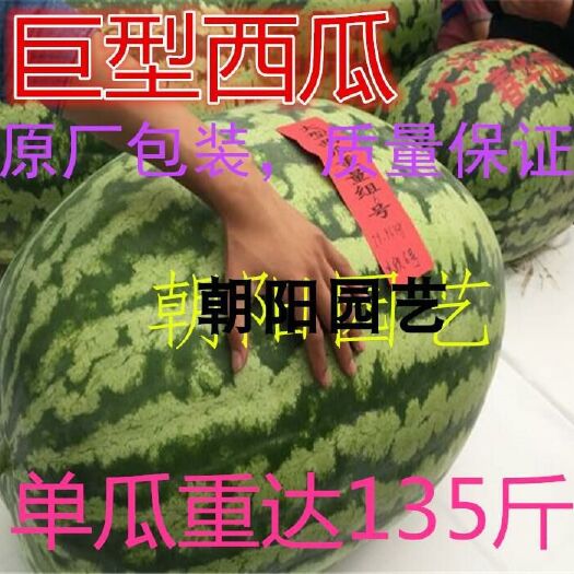 甜王西瓜种子 亲本（原种） ≥85%