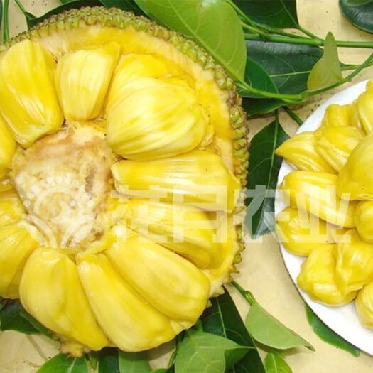 灵山县马来西亚一号菠萝蜜苗 