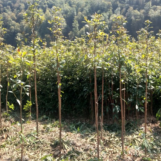 城步县普通金丝楠木
