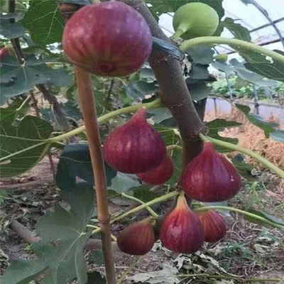 肥城市波姬红无花果苗 