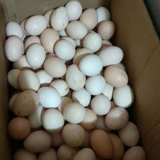 南乐县土鸡蛋 食用 箱装 