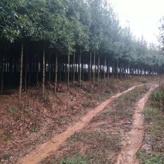 全州县金丝楠木 