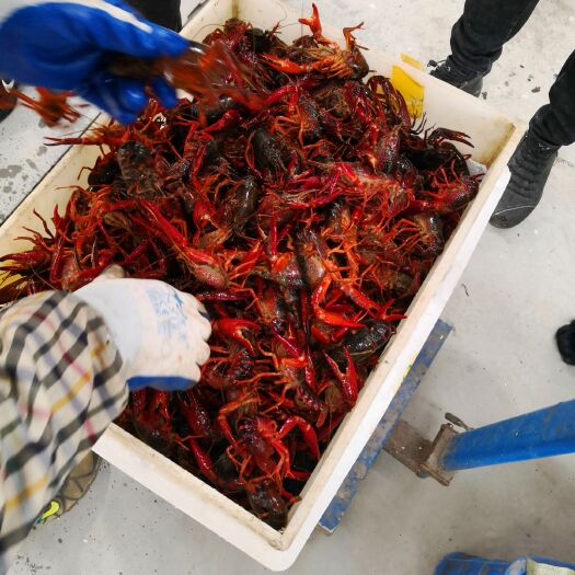 潜江红壳小龙虾 6-8钱 人工养殖 